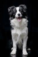 estudio Disparo de un adorable frontera collie foto