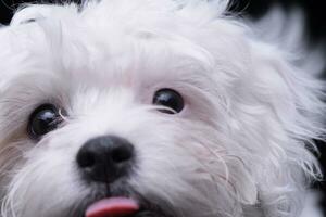 Portrait of an adorable Havanese photo