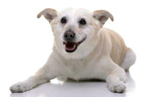 estudio Disparo de un adorable mezclado raza perro foto