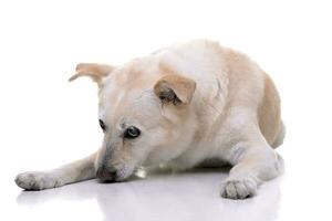 estudio Disparo de un adorable mezclado raza perro foto