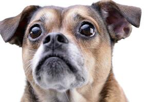 Portrait of an adorable mixed breed dog photo