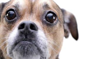 Portrait of an adorable mixed breed dog photo