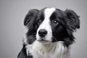 Studio shot of an adorable Border Collie photo