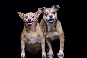 Studio shot of two adorable mixed breed dog photo