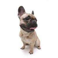 Wide angle shot of an adorable French bulldog photo