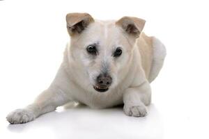 Studio shot of an adorable mixed breed dog photo