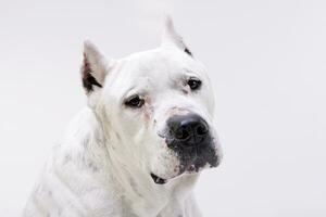 Portrait of an adorable Dogo Argentino photo