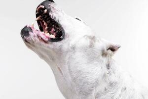 Portrait of a fearful Dogo Argentino photo