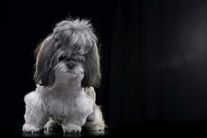 estudio Disparo de un adorable shih-tzu perro foto