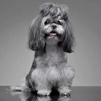 estudio Disparo de un adorable shih-tzu perro foto