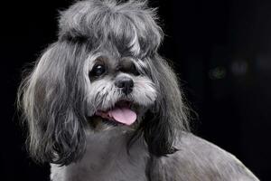 Portrait of an adorable Shih-Tzu dog photo