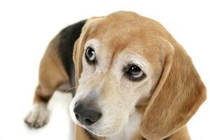 Studio shot of an adorable Beagle photo