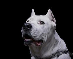 Portrait of an adorable Dogo Argentino looking up curiously photo