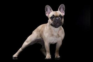 Studio shot of an adorable French bulldog photo