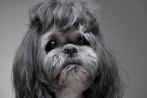 Portrait of an adorable Shih-Tzu dog photo