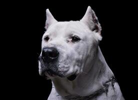 Portrait of an adorable Dogo Argentino looking curiously photo