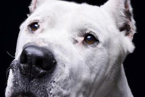 Portrait of an adorable Dogo Argentino photo