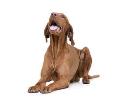 Studio shot of an adorable magyar vizsla looking satisfied photo