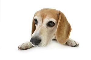 Studio shot of an adorable Beagle photo