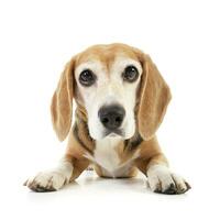 Studio shot of an adorable Beagle photo