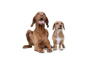 Studio shot of an adorable magyar vizsla and a wire haired dachshund mix dog photo