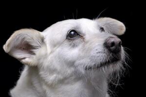 retrato de un adorable mezclado raza perro foto