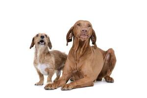 Studio shot of an adorable magyar vizsla and a wire haired dachshund mix dog photo