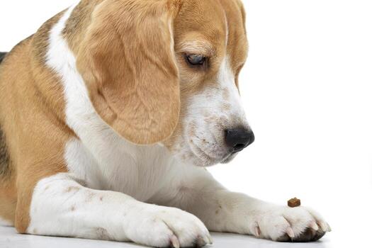 estudio Disparo de un adorable beagle foto