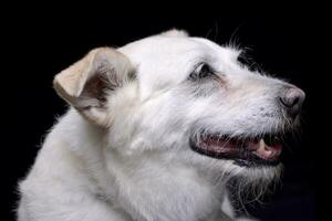 retrato de un adorable mezclado raza perro foto