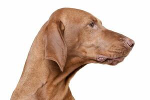 Portrait of an adorable magyar vizsla looking seriously photo