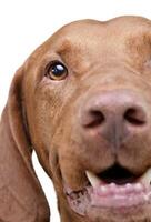 Portrait of an adorable magyar vizsla looking curiously at the camera photo