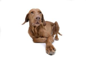 Studio shot of an adorable magyar vizsla lying on white background photo