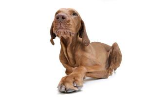 Studio shot of an adorable magyar vizsla looking curiously photo