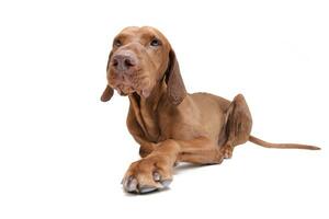 Studio shot of an adorable magyar vizsla looking curiously photo