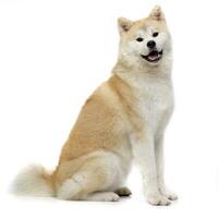 Studio shot of an adorable Akita inu photo