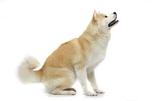 Studio shot of an adorable Akita inu photo