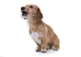 An adorable wire haired dachshund mix dog sitting on white background photo