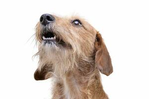 Portrait of an adorable wire haired dachshund mix dog looking up curiously photo