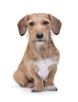 An adorable wire haired dachshund mix dog sitting on white background photo