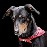 Portrait of an adorable Dachshund photo