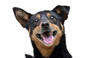 Portrait of an adorable mixed breed dog photo