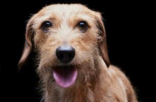 Portrait of an adorable wire haired dachshund mix dog looking satisfied photo