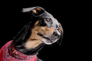 Portrait of an adorable Dachshund photo