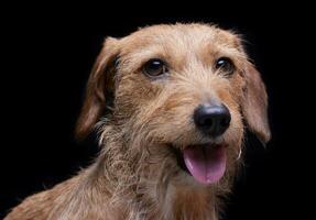 Portrait of an adorable wire haired dachshund mix dog looking satisfied photo