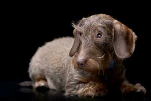 Studio shot of an adorable wire haired Dachshund photo