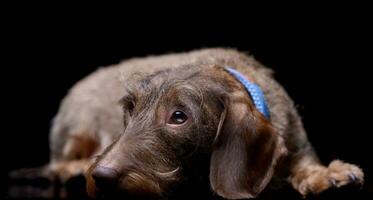 Studio shot of an adorable wire haired Dachshund photo