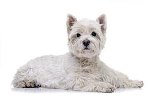 estudio Disparo de un adorable Oeste tierras altas blanco terrier foto