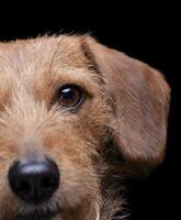 retrato de un adorable cable peludo perro tejonero mezcla perro mirando curiosamente a el cámara foto