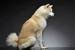 Studio shot of an adorable Akita inu photo