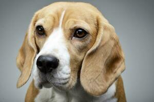 Portrait of an adorable Beagle photo